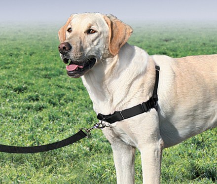 Premier Easy Walk Dog Harness REI Coop