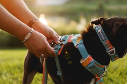 Location Image for Front Range Dog Harness